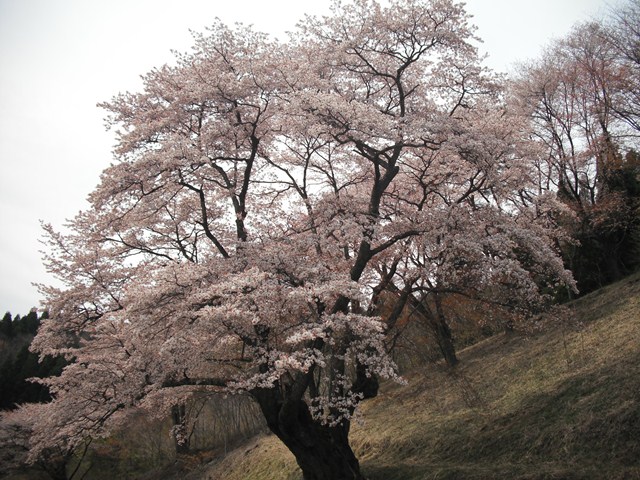 miwa_haru_20130429_002