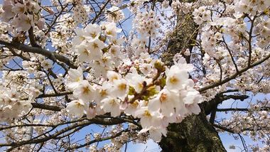 ソメイヨシノが咲きはじめました