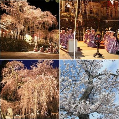 4月15日頃はまだ五分咲きといったところです