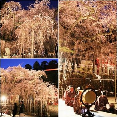 ライトアップされた幻想的な桜