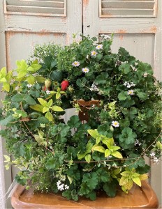 田子恵美子画像